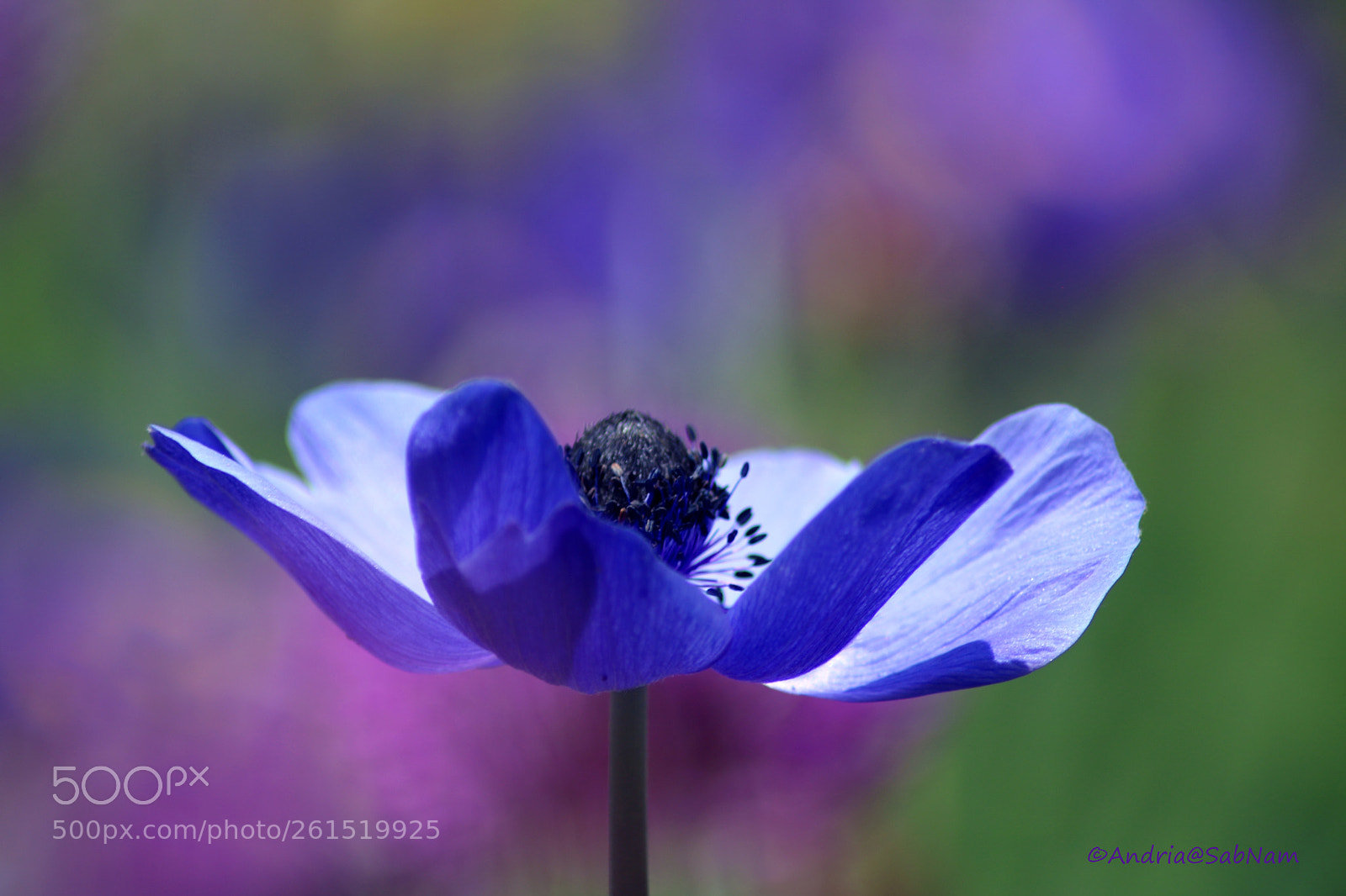 Canon EOS 750D (EOS Rebel T6i / EOS Kiss X8i) sample photo. Just a flower photography