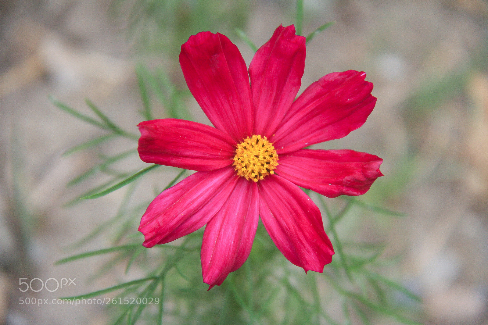 Canon EOS 7D sample photo. Flower photography