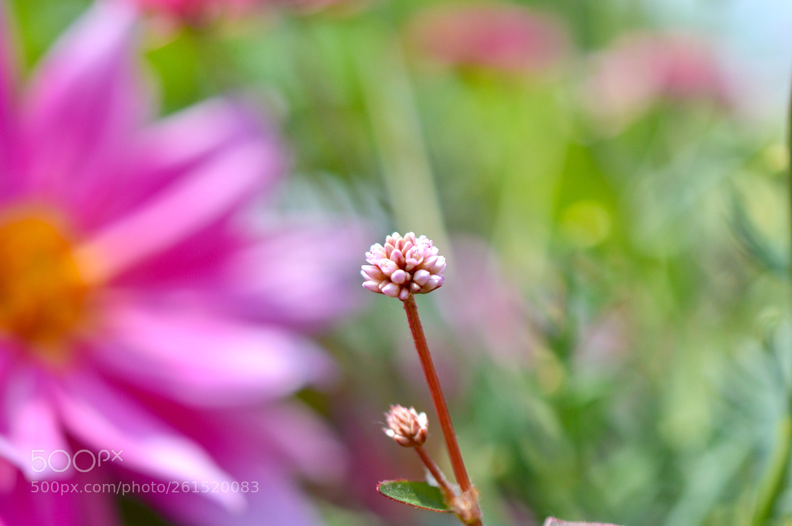 Nikon D3200 sample photo. The light that was photography
