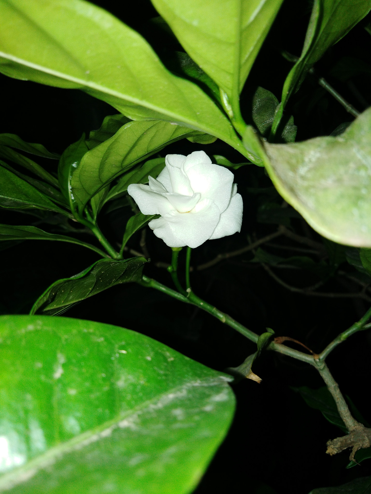 HUAWEI Honor 7C sample photo. Hiddenflower.. photography