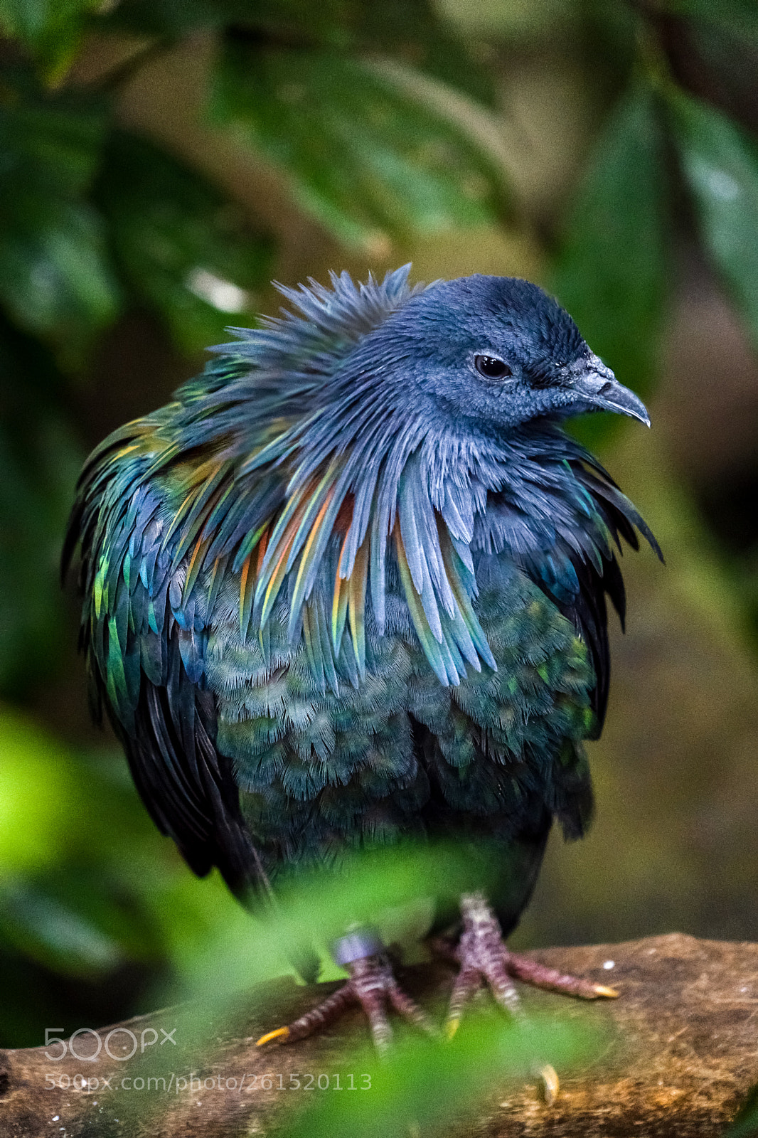 Sony a7 III sample photo. Rainbow pigeon photography