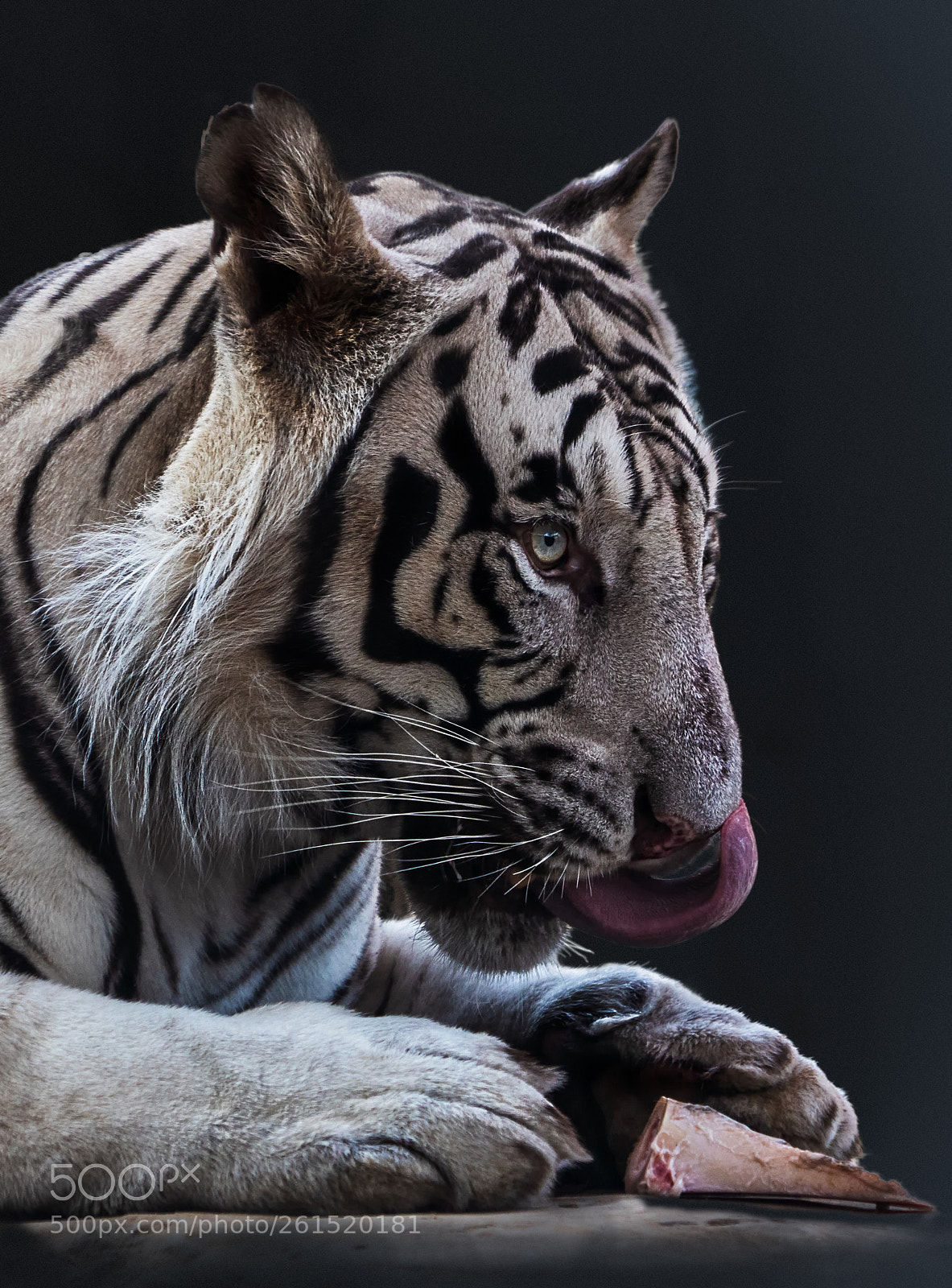 Sony a7 III sample photo. Tiger black photography