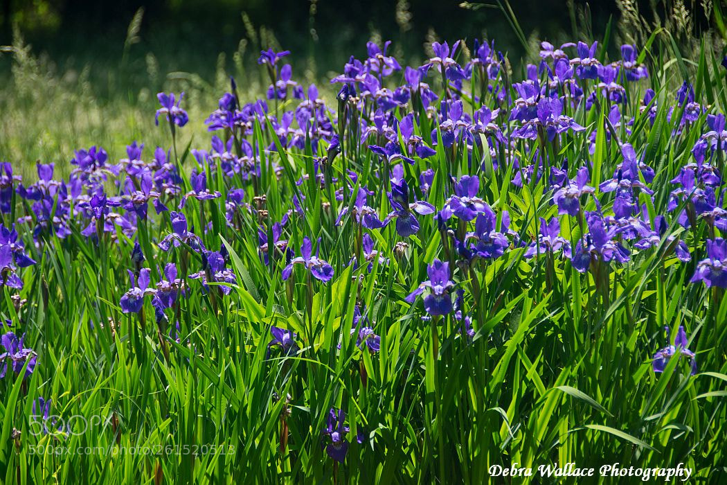 Nikon D7100 sample photo. Iris garden photography