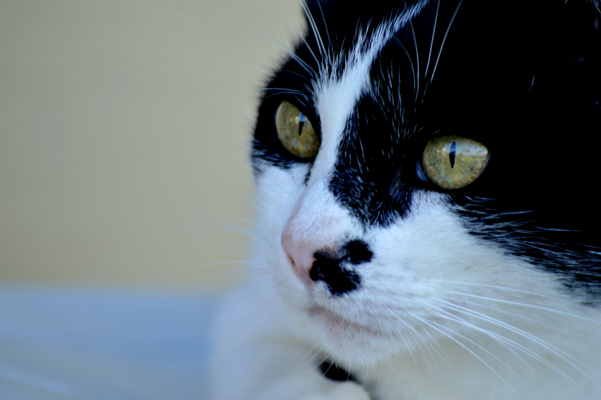 Nikon D3200 sample photo. Olhar 43 photography