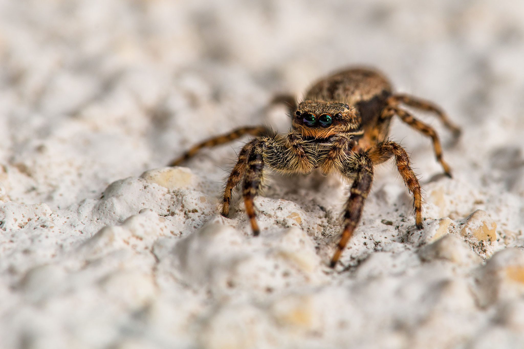 Sony a99 II sample photo. Jumping spider (female) photography