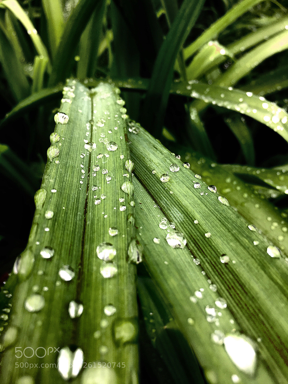 Apple iPhone 6s sample photo. Green photography