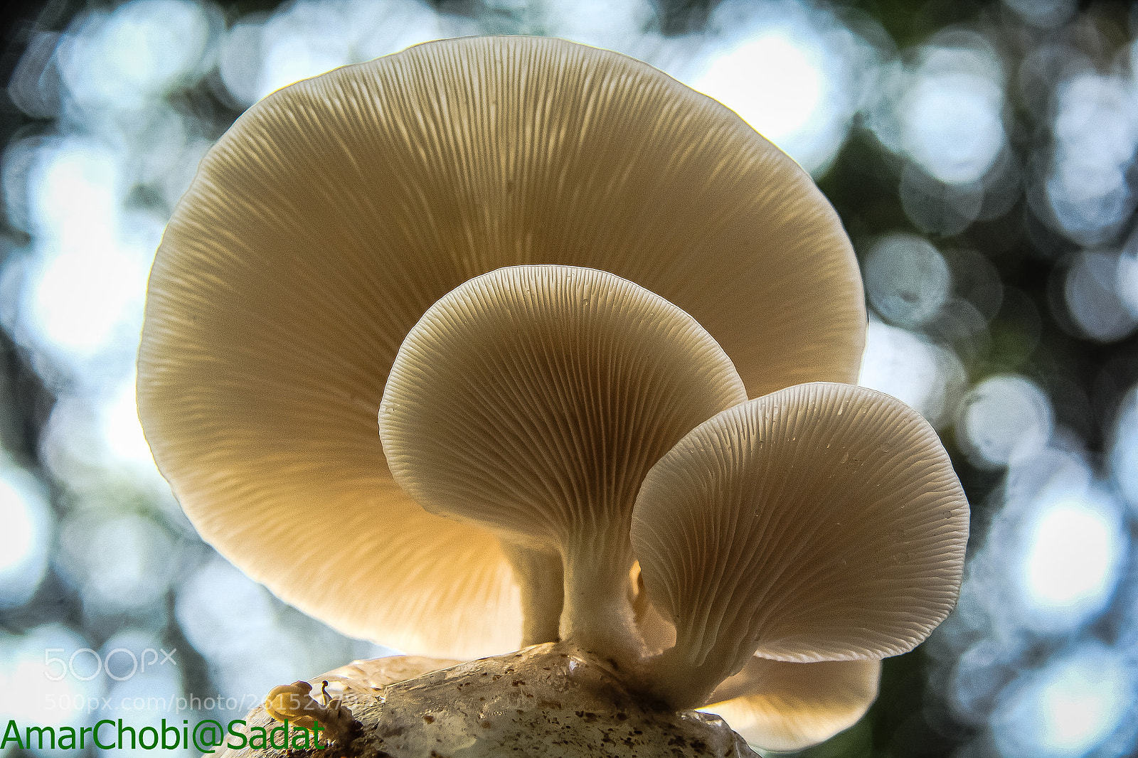 Canon EOS 60D sample photo. My mushrooms photography