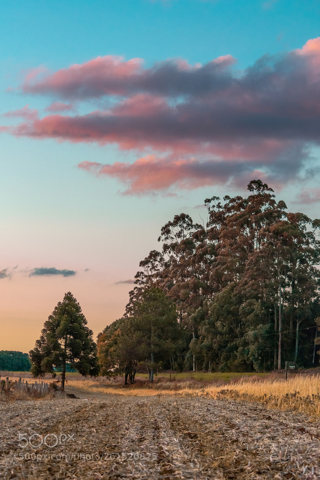 Nikon D5300 sample photo. Alone in the fields photography