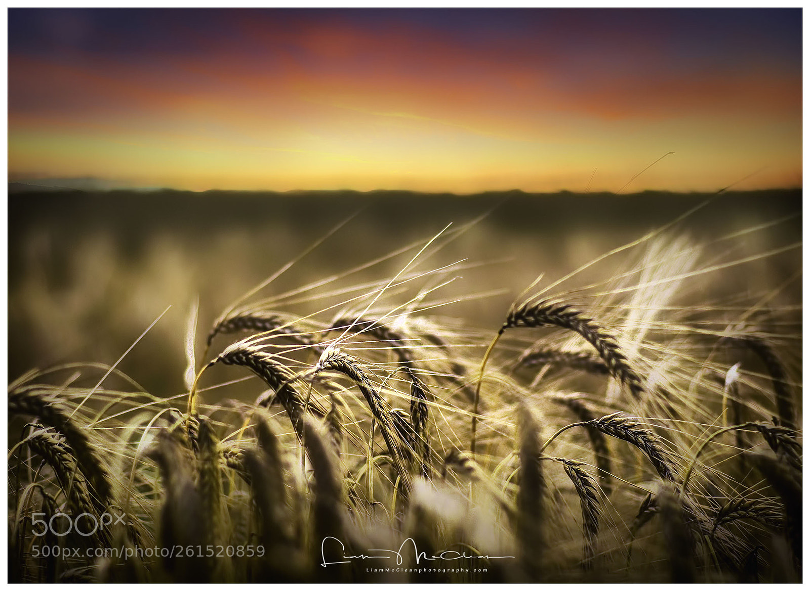 Nikon D7000 sample photo. Barley field sunset photography