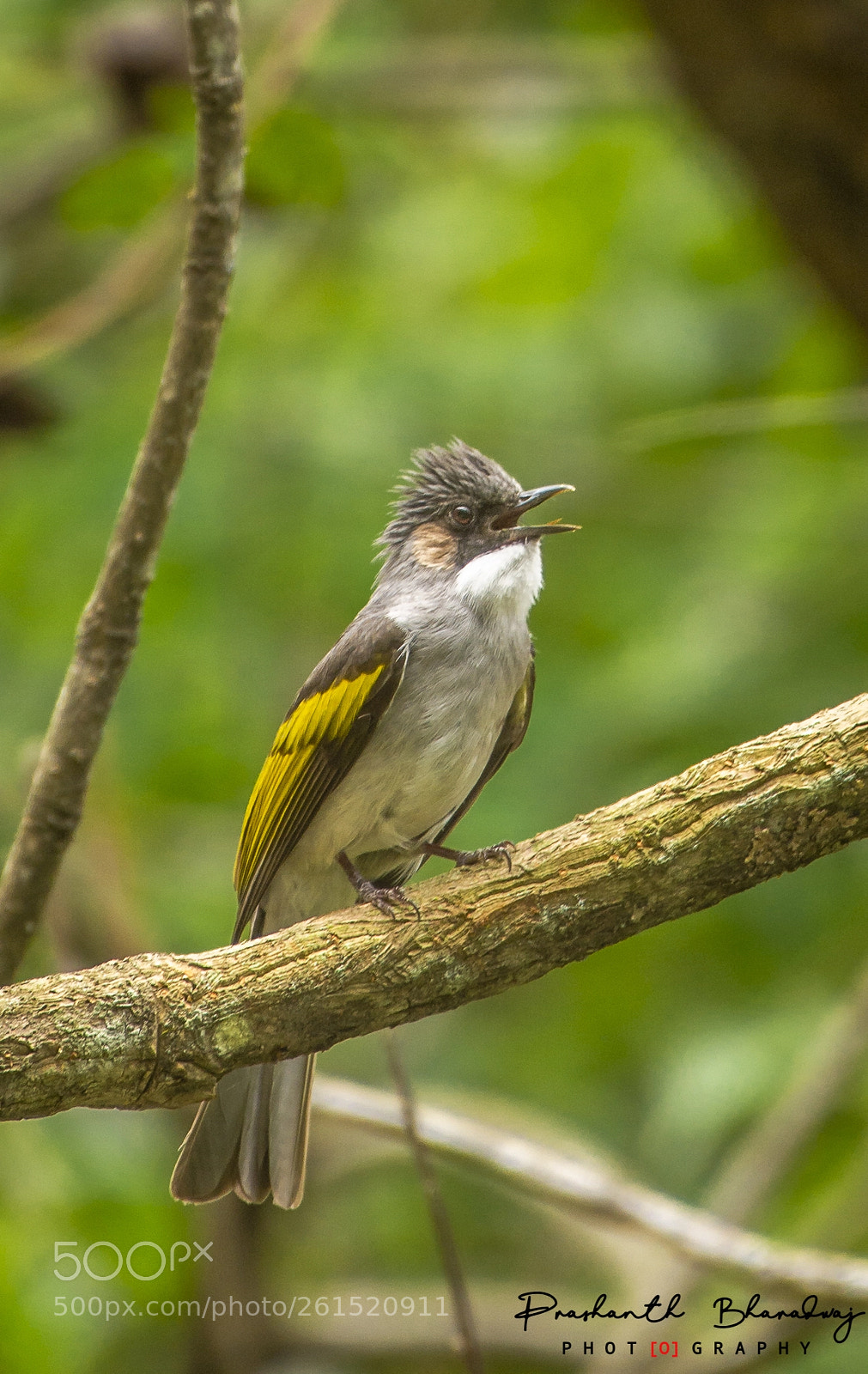 Nikon D7100 sample photo. Call of the jungle photography