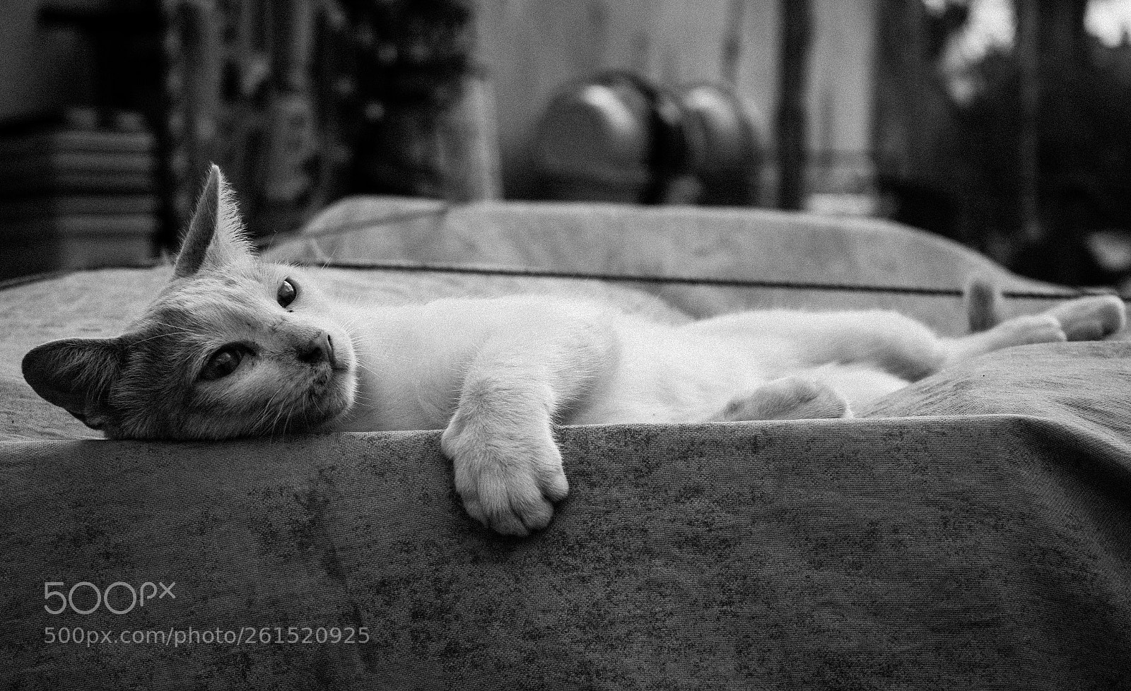 Nikon D5500 sample photo. Lazy cat in casablanca photography