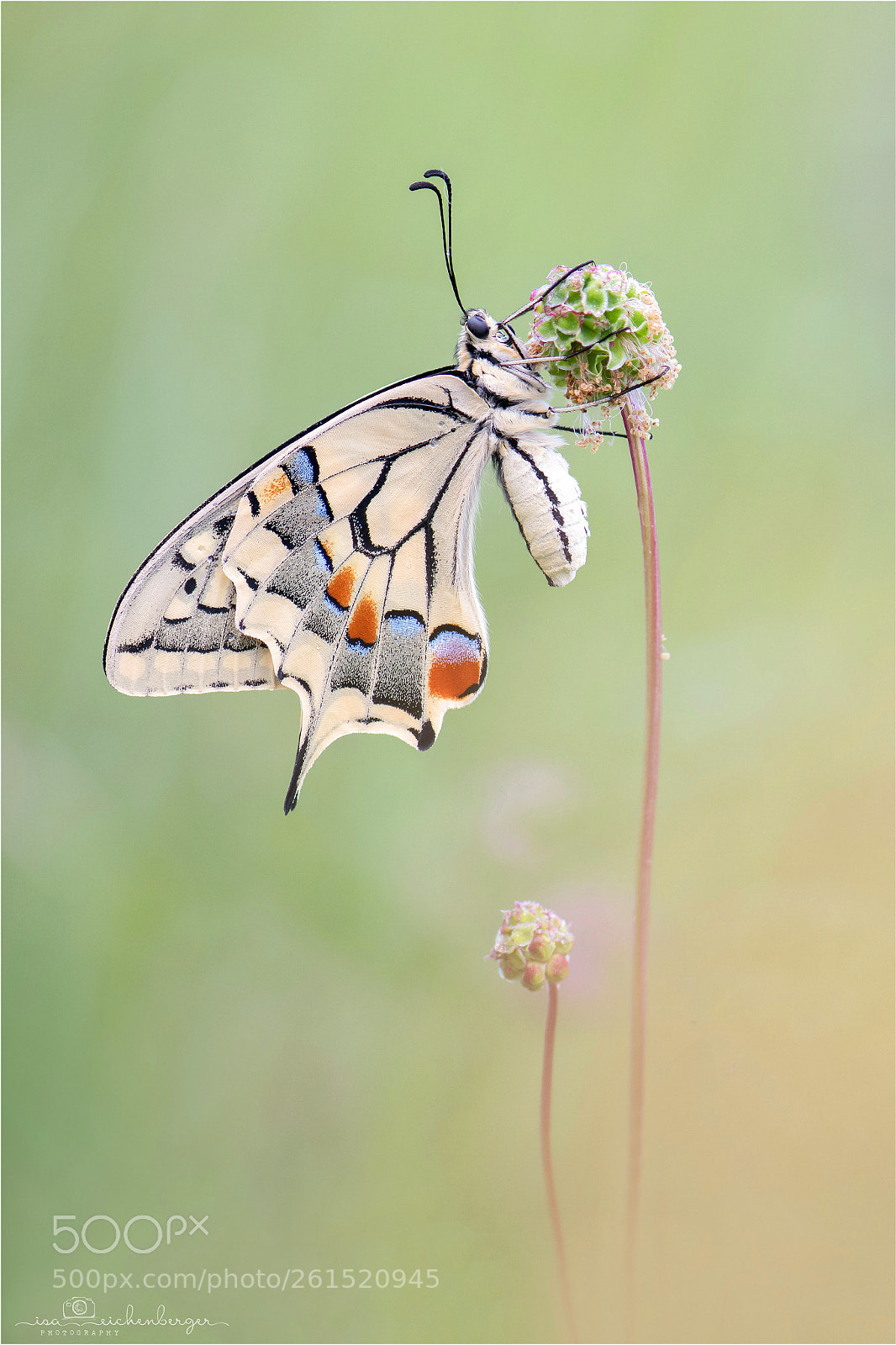 Nikon D850 sample photo. Papilio machaon photography