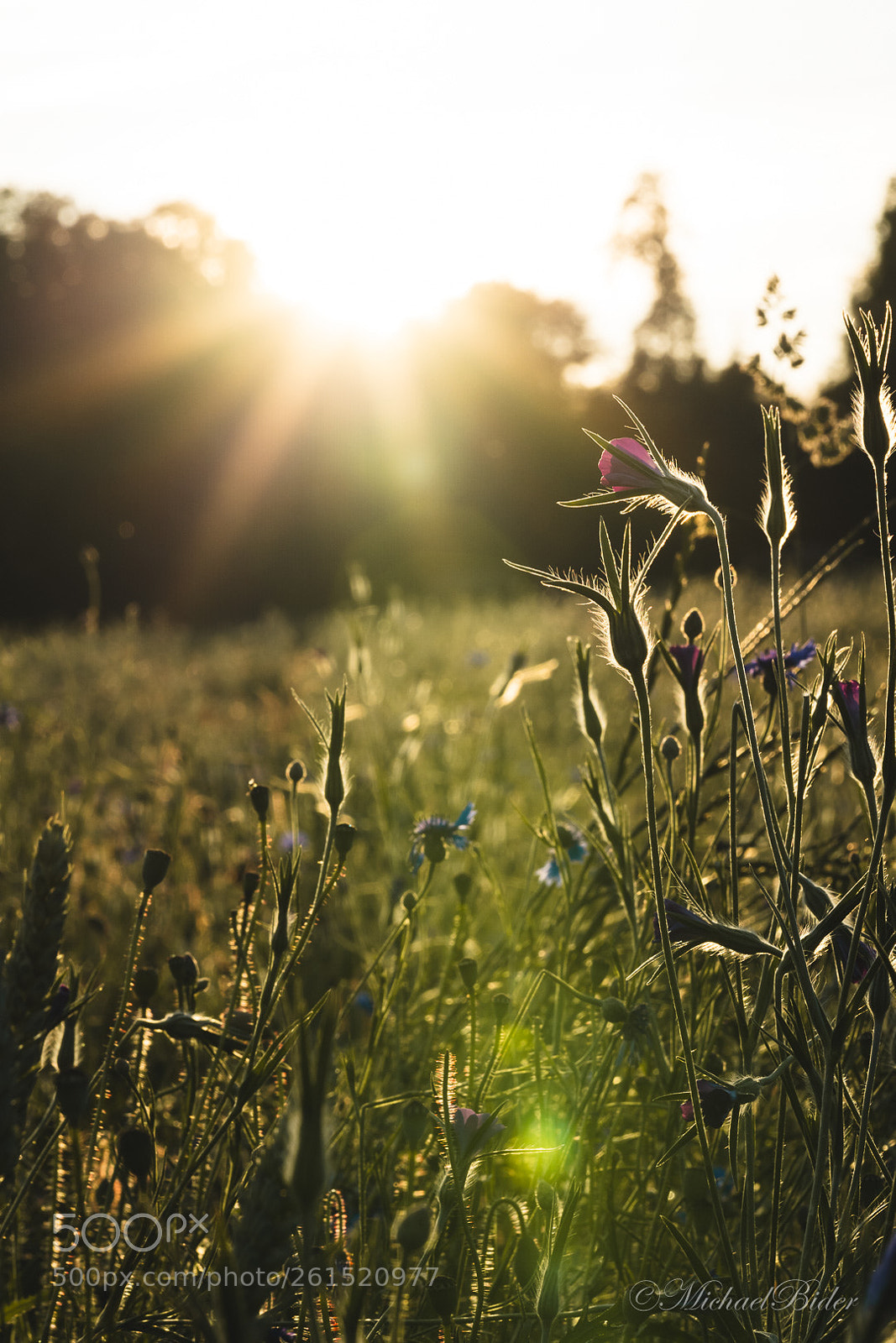Sony a7 III sample photo. Sunset flower photography