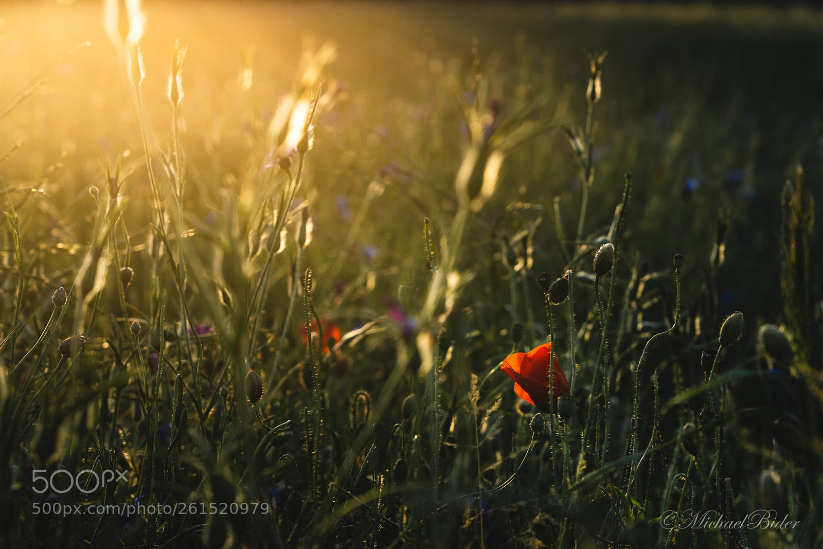 Sony a7 III sample photo. Sunset flower photography