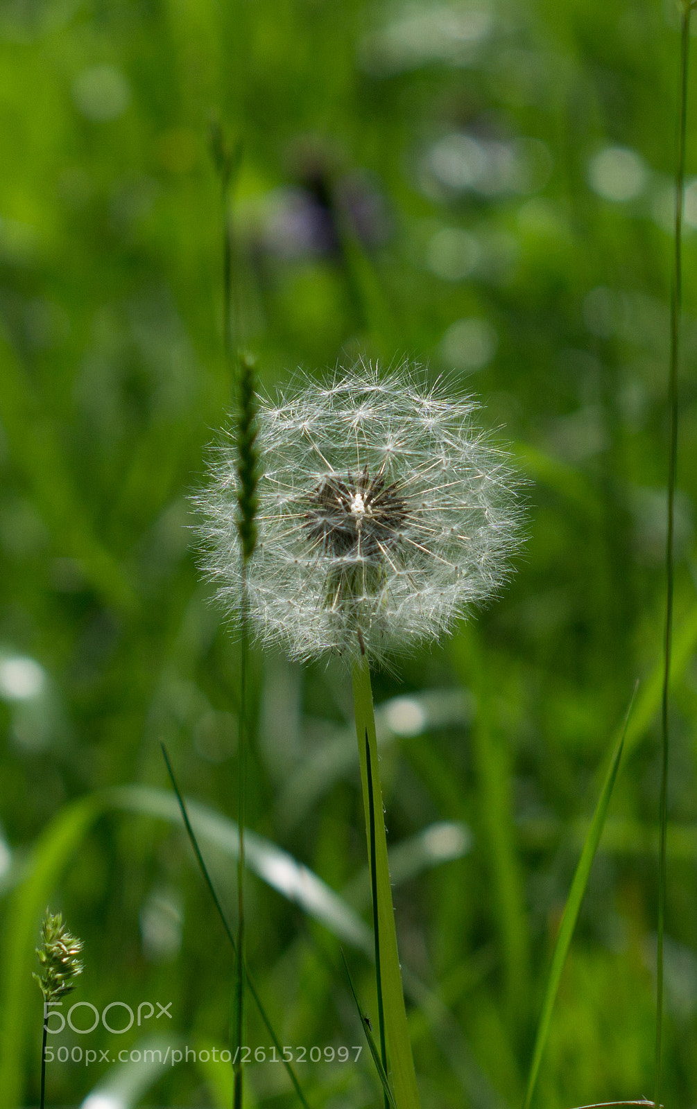 Sony a6000 sample photo. Eine pusteblume vollbest ckt photography