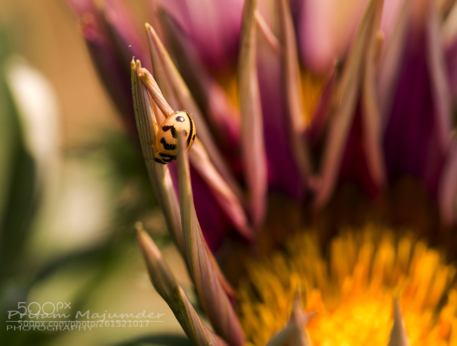 Canon EOS 6D sample photo. Good morning photography