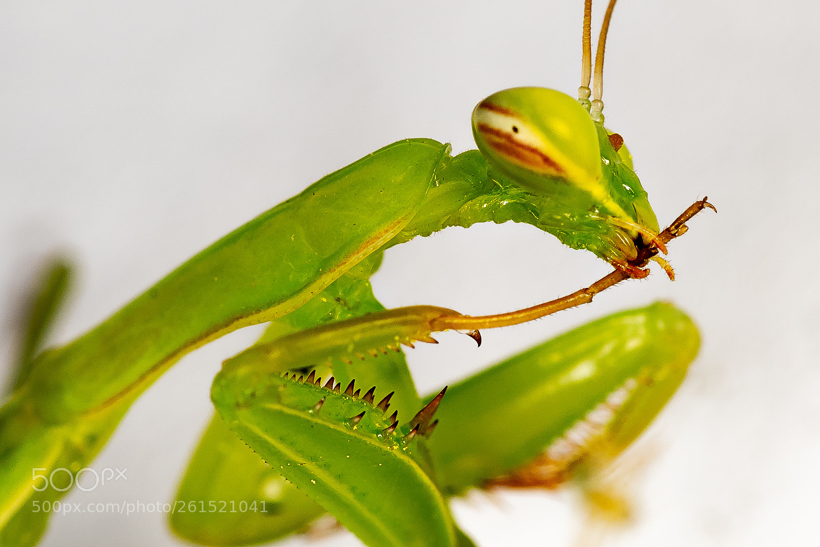 Nikon D810 sample photo. A very small mantis photography
