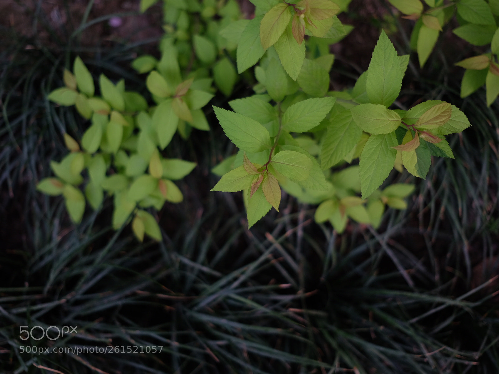 Fujifilm X-T20 sample photo. Summer green photography