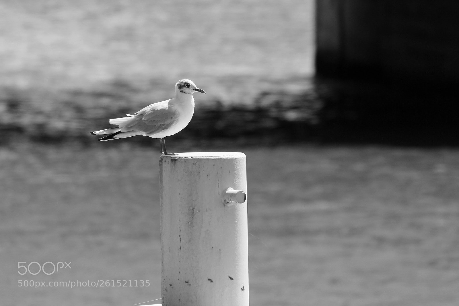 Canon EOS 60D sample photo. Möwe photography