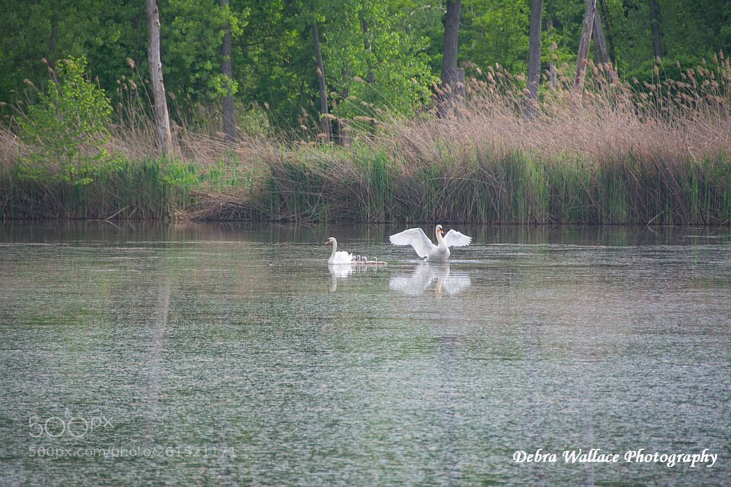Nikon D7100 sample photo. Swans & cygnets photography