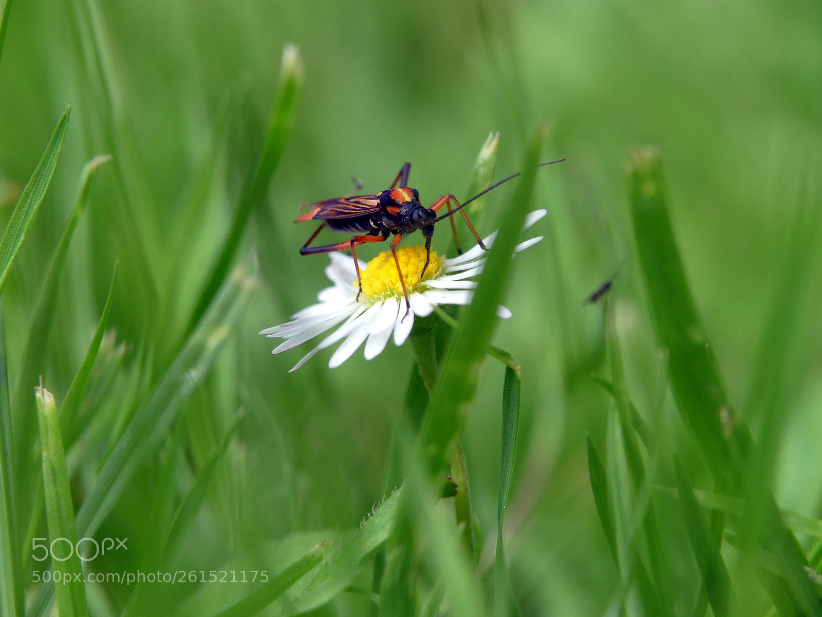 Panasonic Lumix DMC-FZ300 sample photo. Insect on a daisy photography