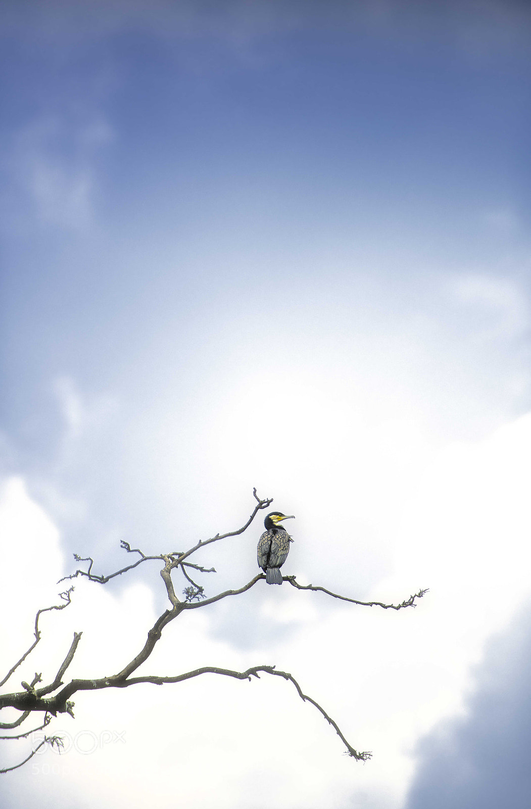 Nikon D850 sample photo. Cormorant photography