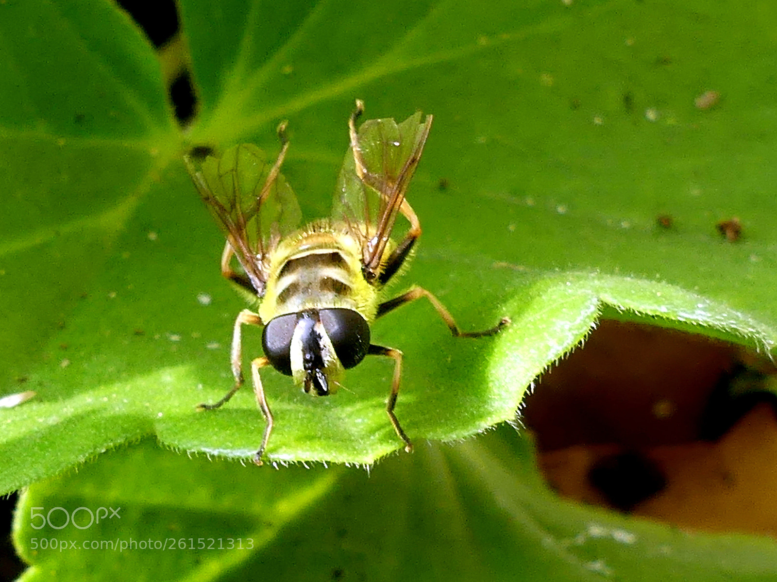Panasonic Lumix DMC-FZ300 sample photo. Acrobatic bee photography