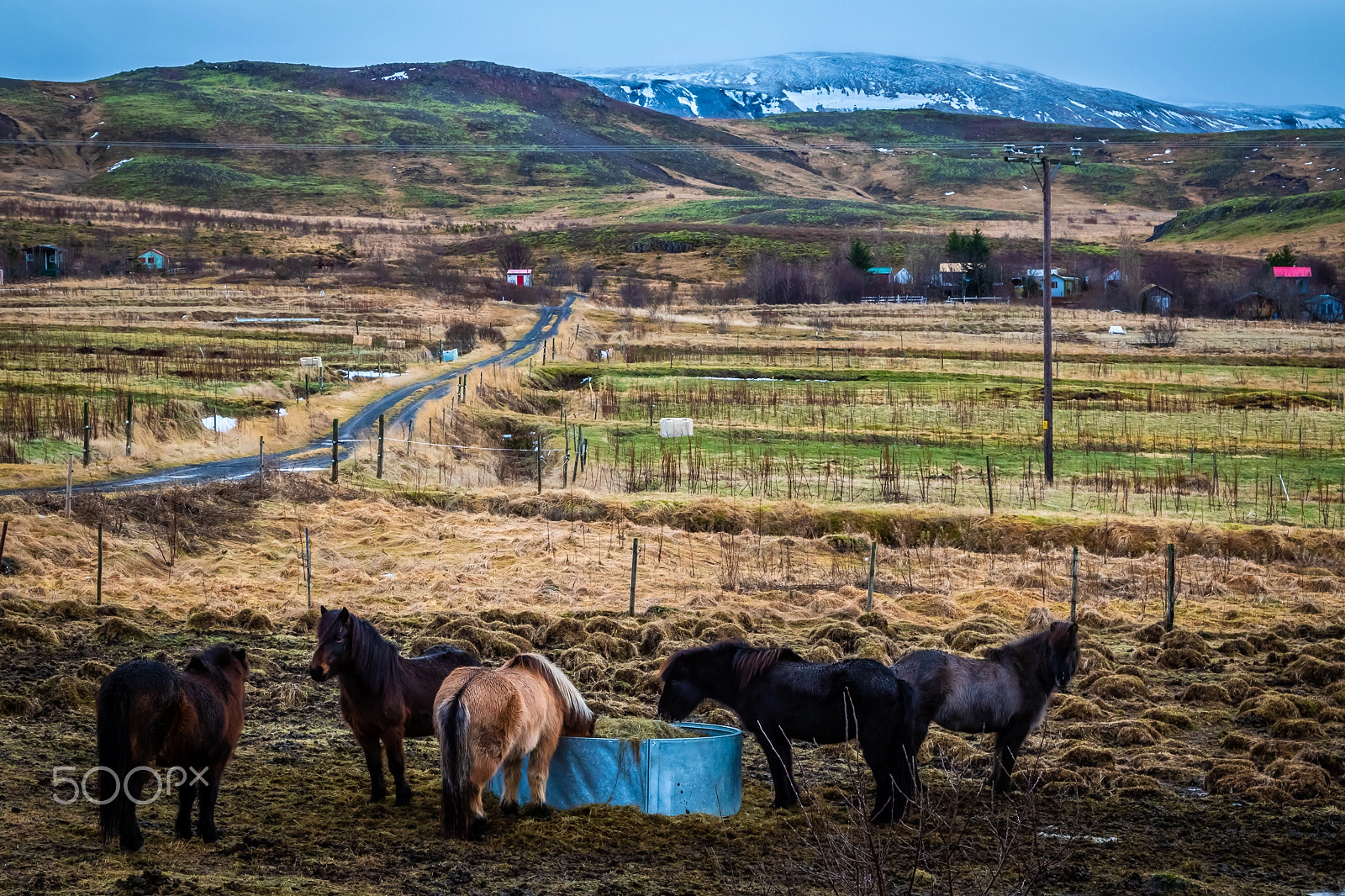 Canon EOS 760D (EOS Rebel T6s / EOS 8000D) sample photo. Winterhorses photography