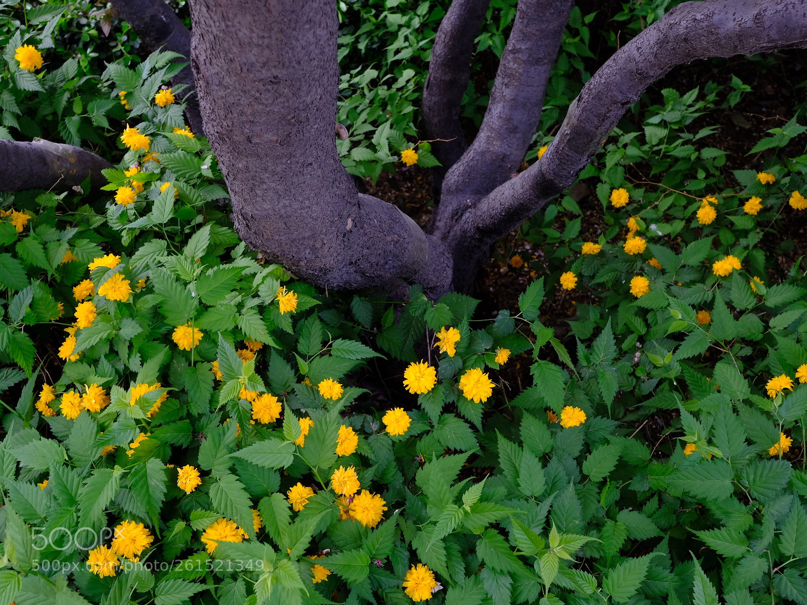 Fujifilm X-T20 sample photo. Vibrant summer photography