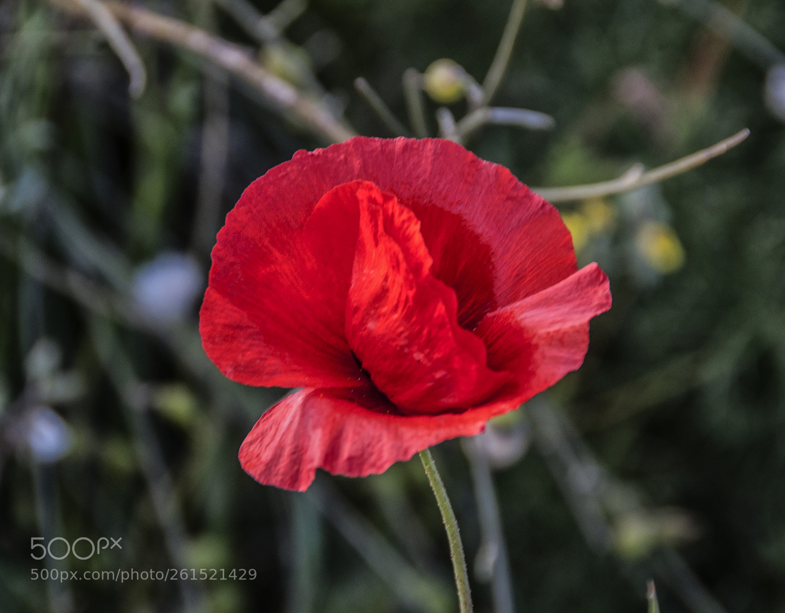 Nikon D90 sample photo. Anemone photography