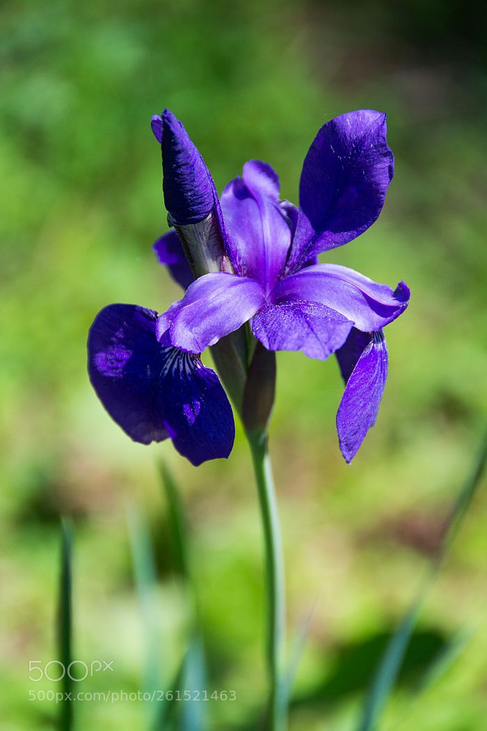 Nikon D7100 sample photo. Purple iris photography