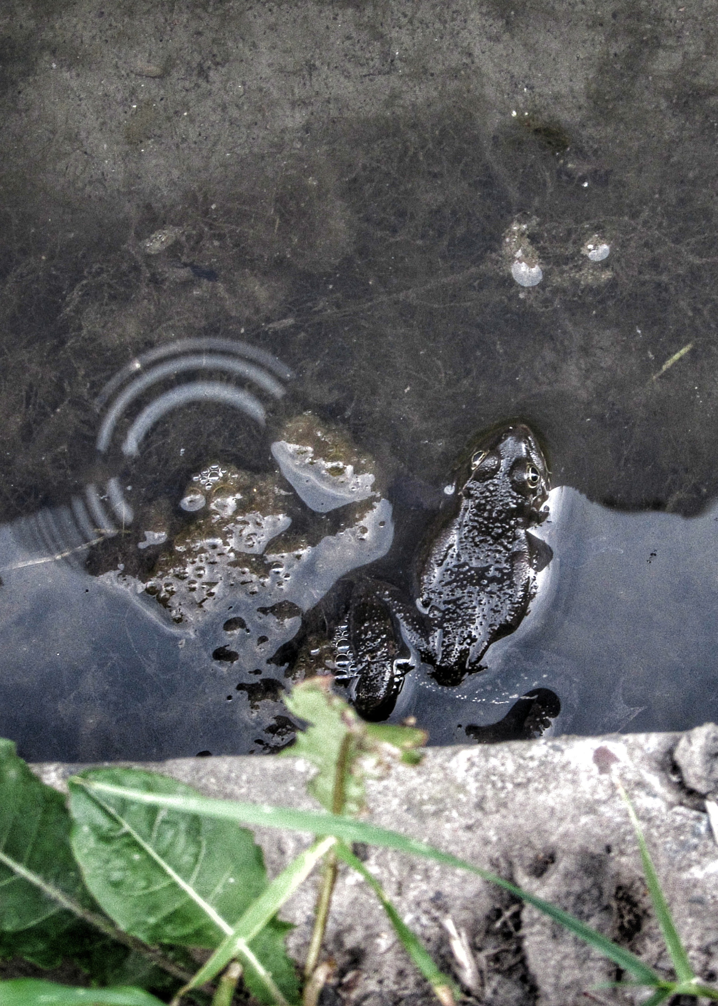 Canon PowerShot SX510 HS sample photo. Frogs photography