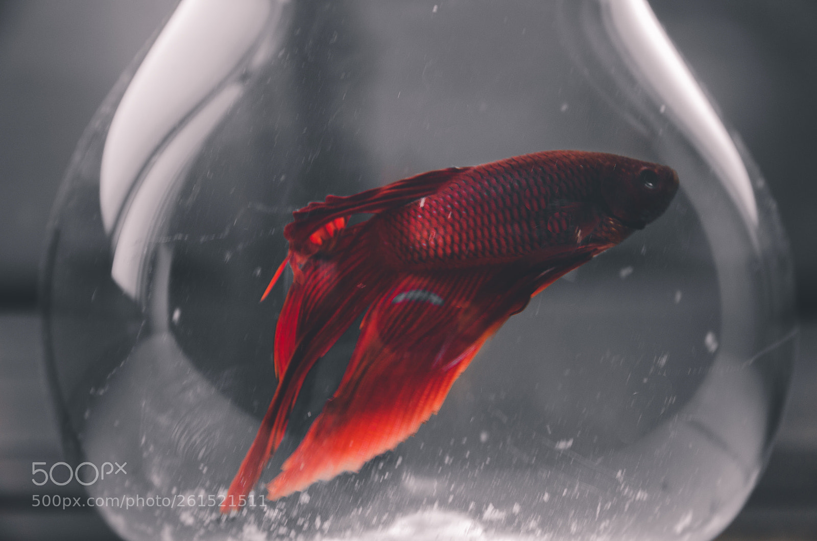 Nikon D5100 sample photo. Red fishy photography