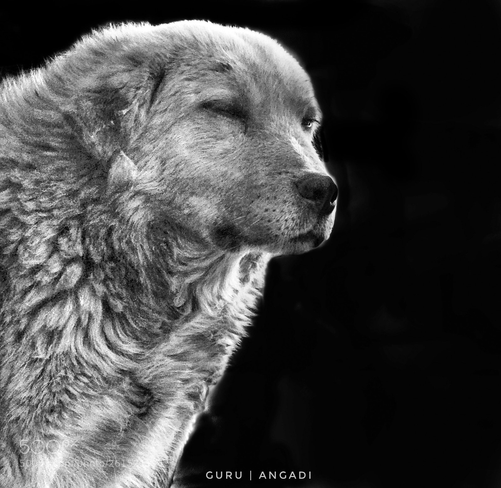 Apple iPhone 7 Plus sample photo. Dog portrait  photography