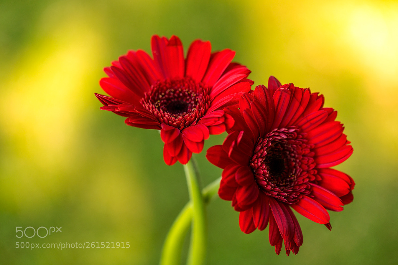 Canon EOS 5D Mark IV sample photo. Gerbera photography