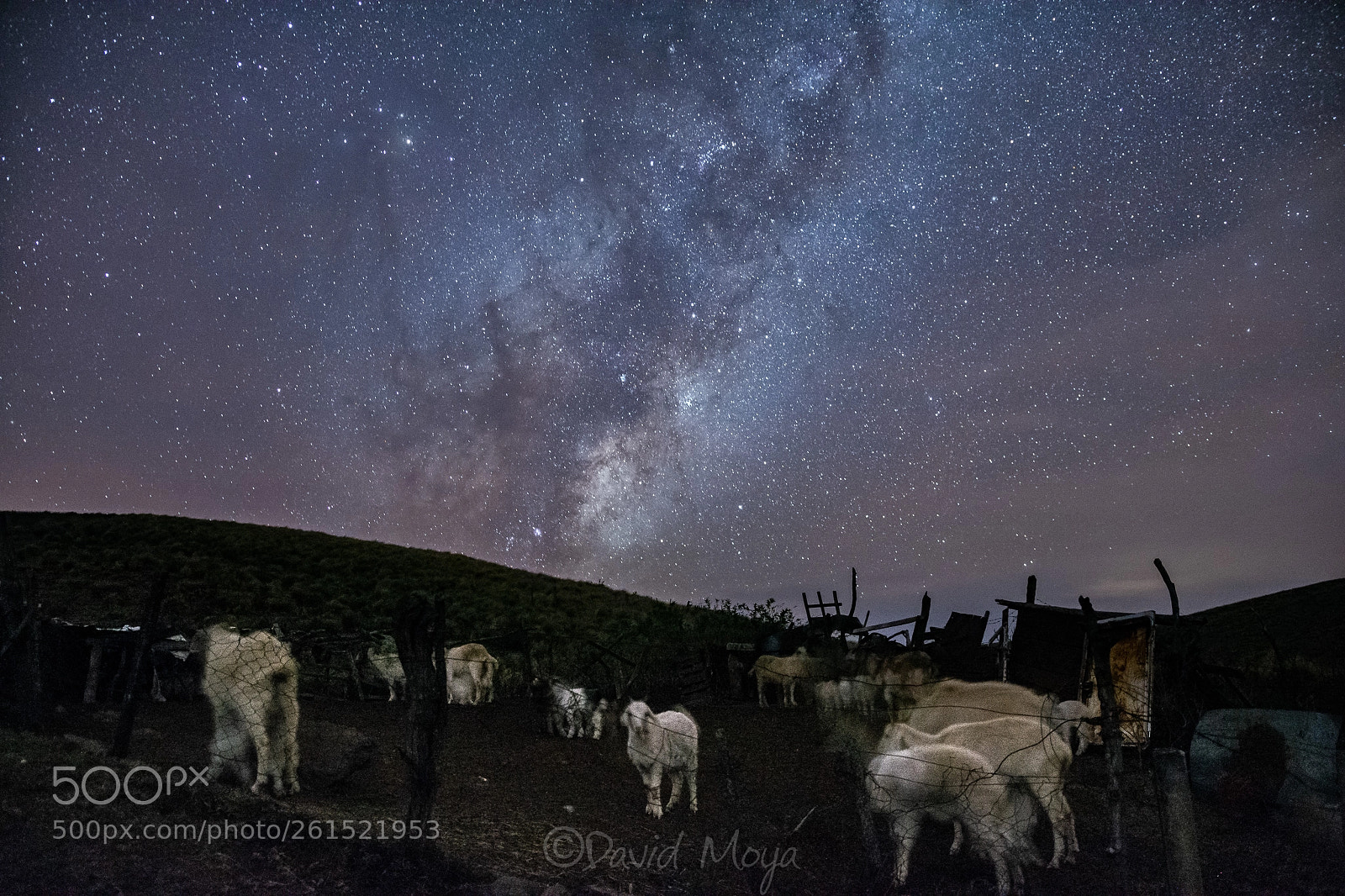 Nikon D7100 sample photo. Star sheep photography