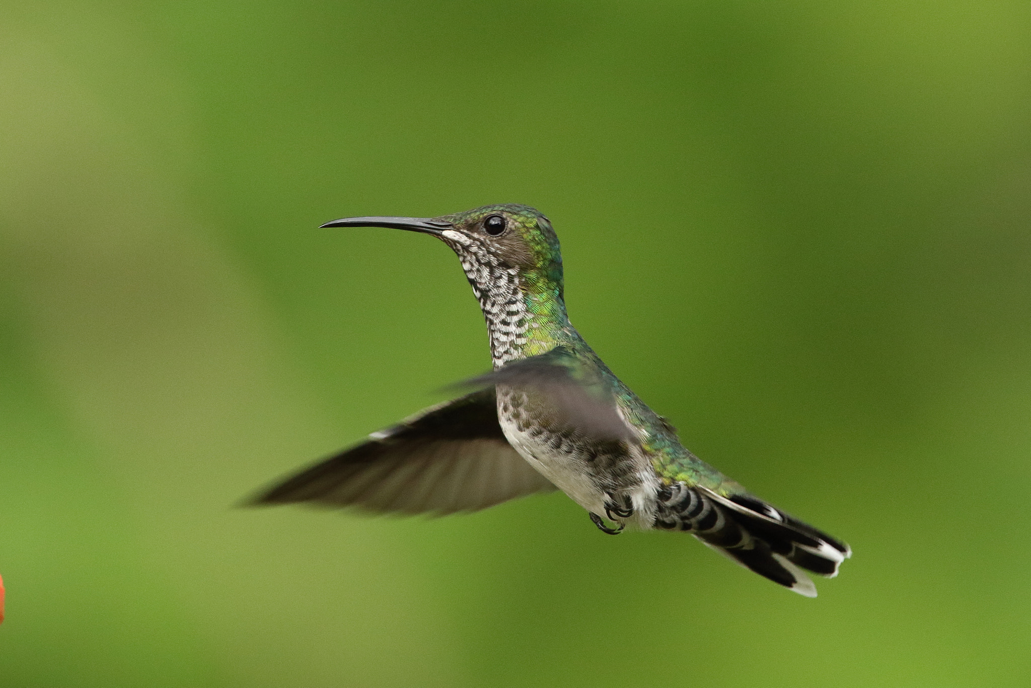 Canon EF 300mm F2.8L IS USM sample photo. White-necked jacobin ♀ florisuga mellivora photography