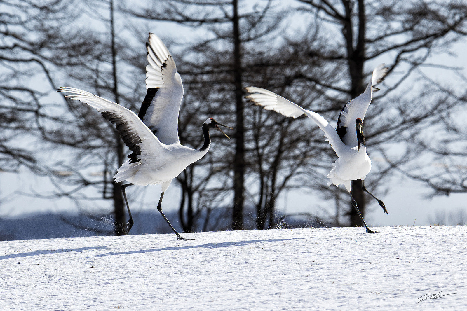 Canon EOS 7D Mark II sample photo. 「dancing in the snow」 photography