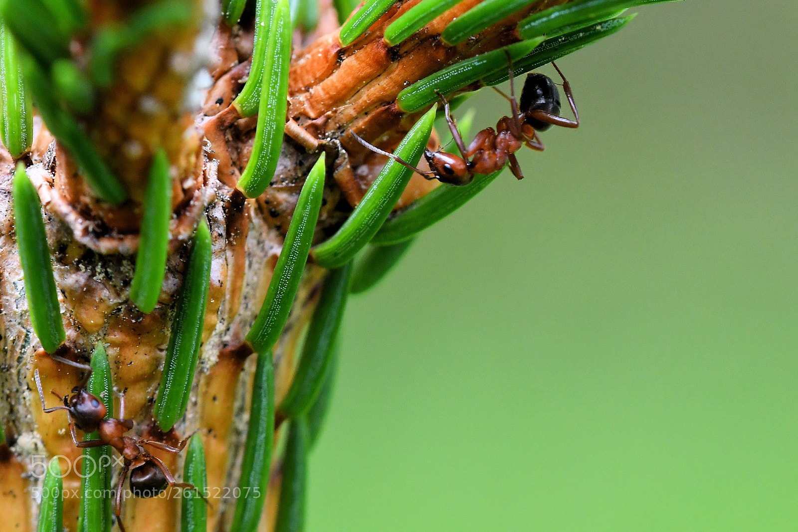 Nikon D500 sample photo. Ants photography