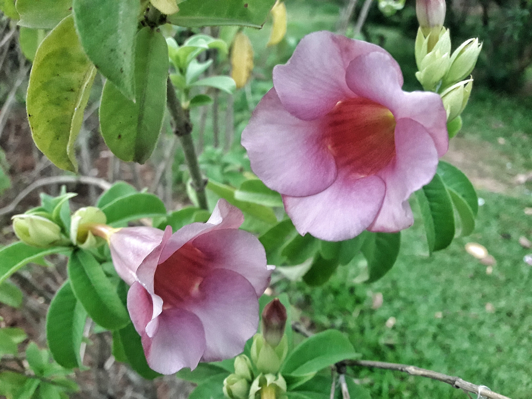 Samsung Galaxy J7 Neo sample photo