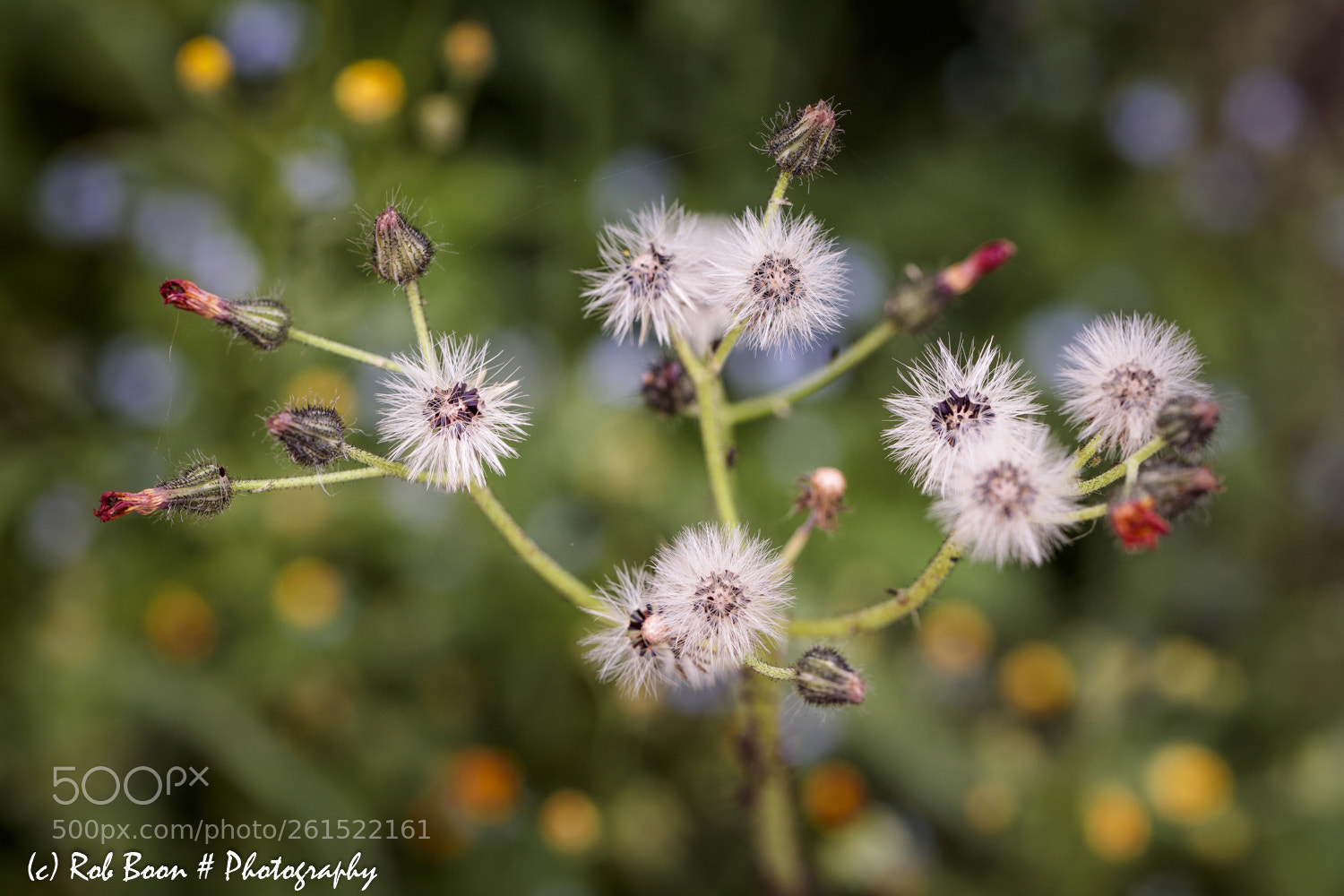 Canon EOS 5DS sample photo. Weed 2 photography