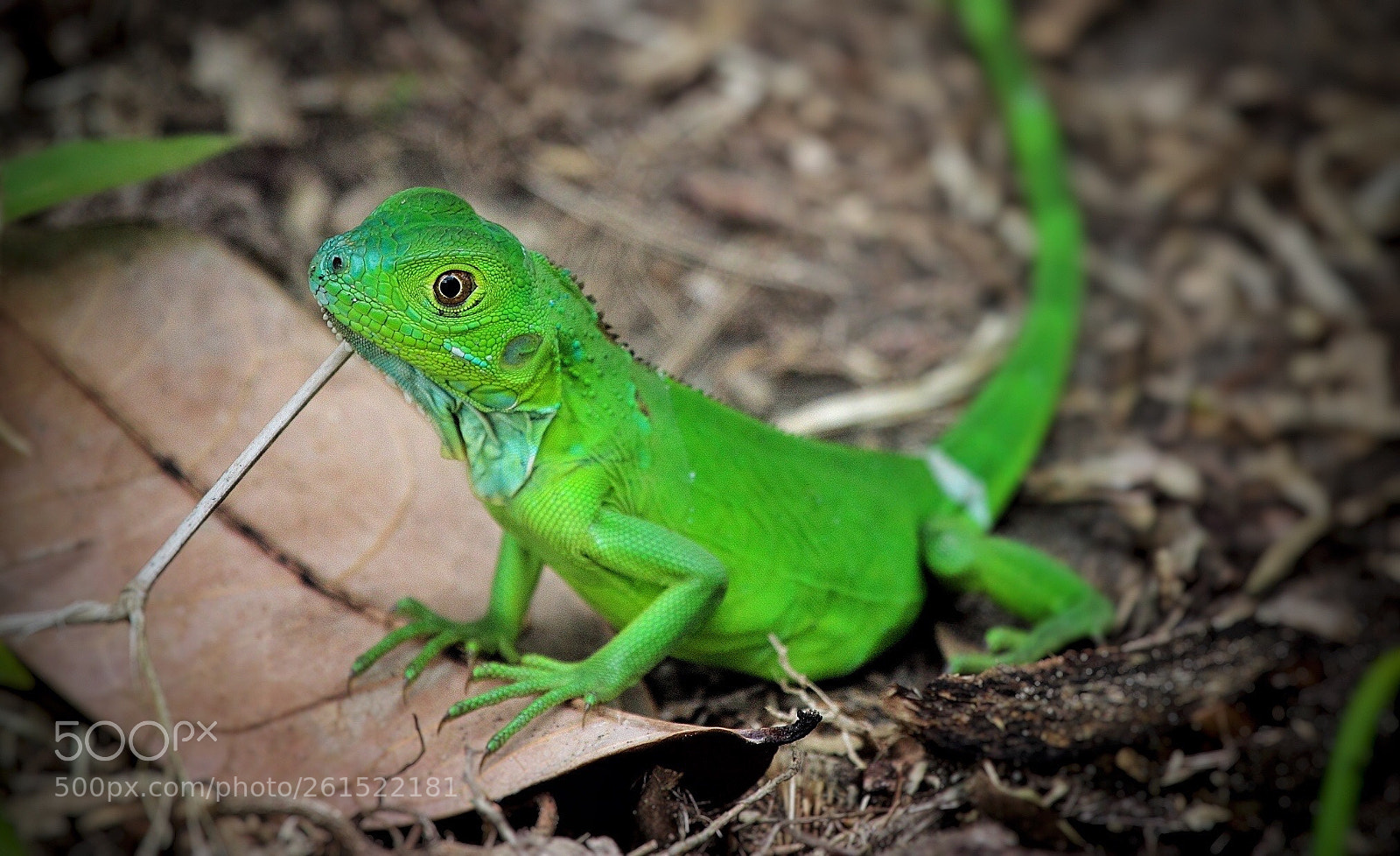 Canon EOS 600D (Rebel EOS T3i / EOS Kiss X5) sample photo. Small green iguana iguana photography