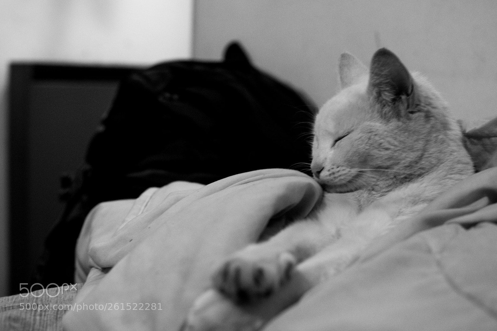 Nikon D3100 sample photo. Extended rest photography