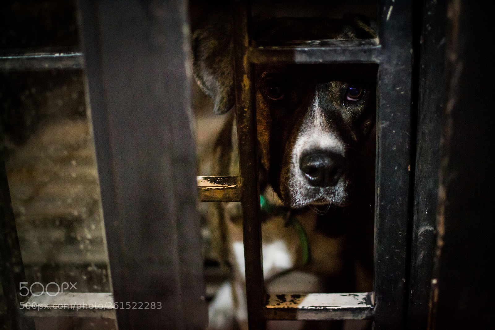 Nikon D3100 sample photo. Let me in, please? photography