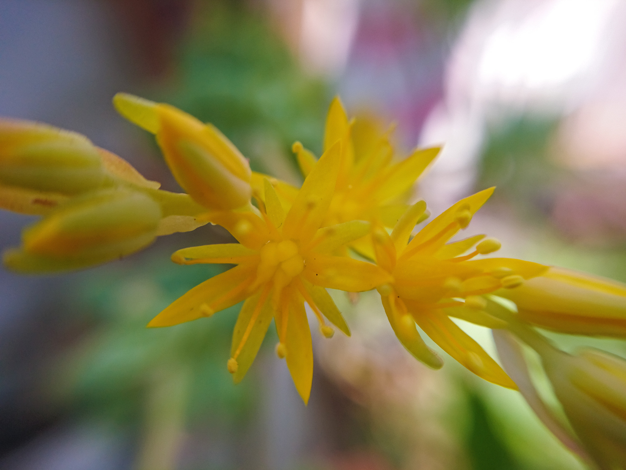 Sony Xperia Z5 sample photo. Yellow stars photography