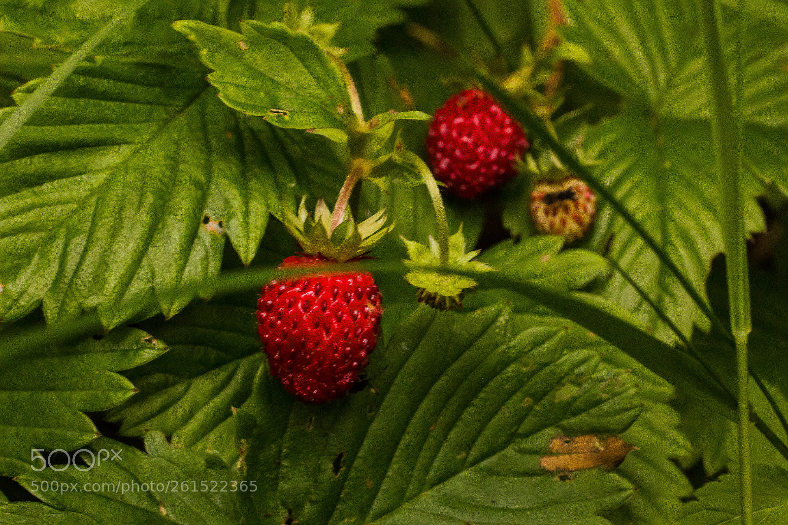 Canon EOS 70D sample photo. Strawberry photography