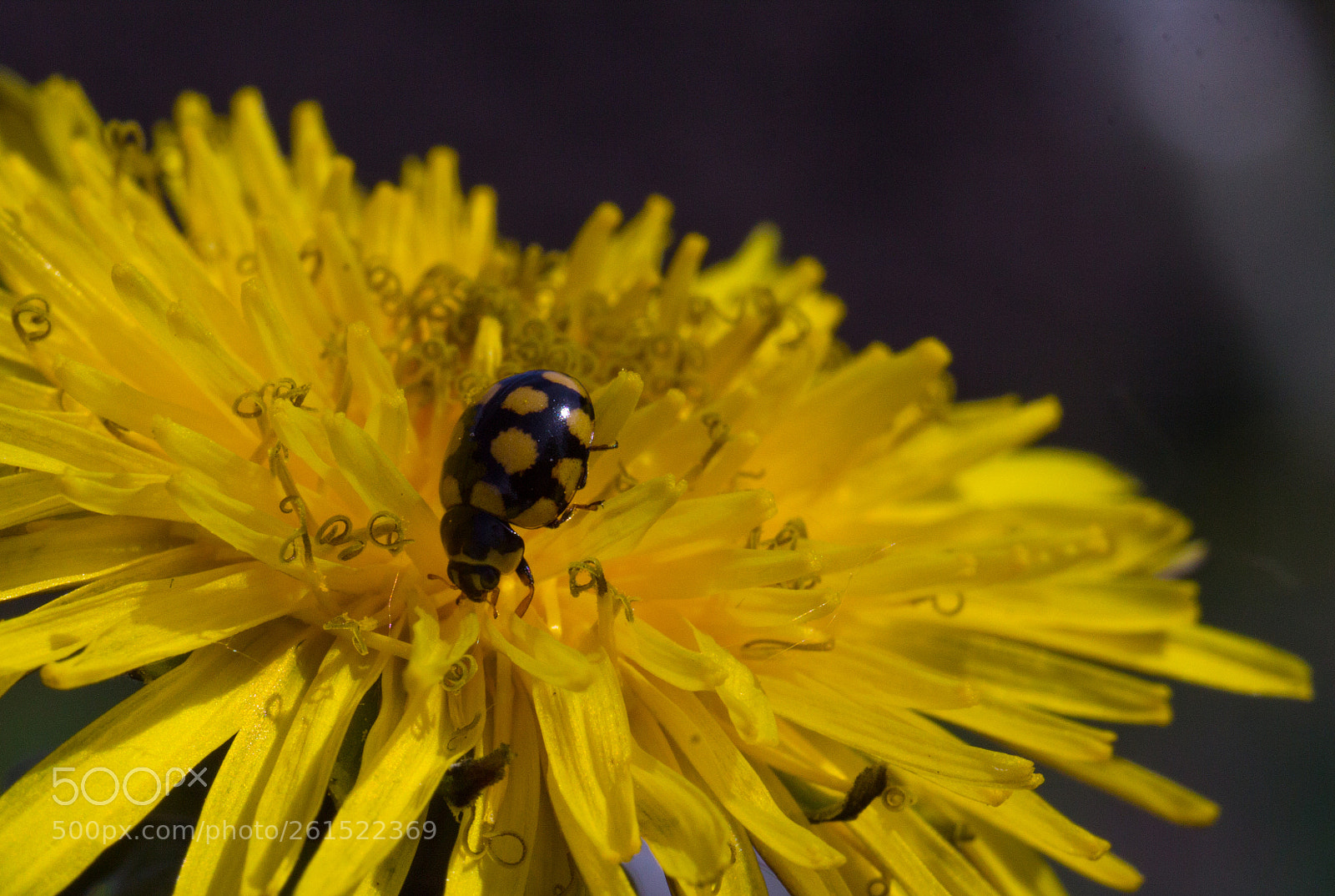 Canon EOS 60D sample photo. Img photography