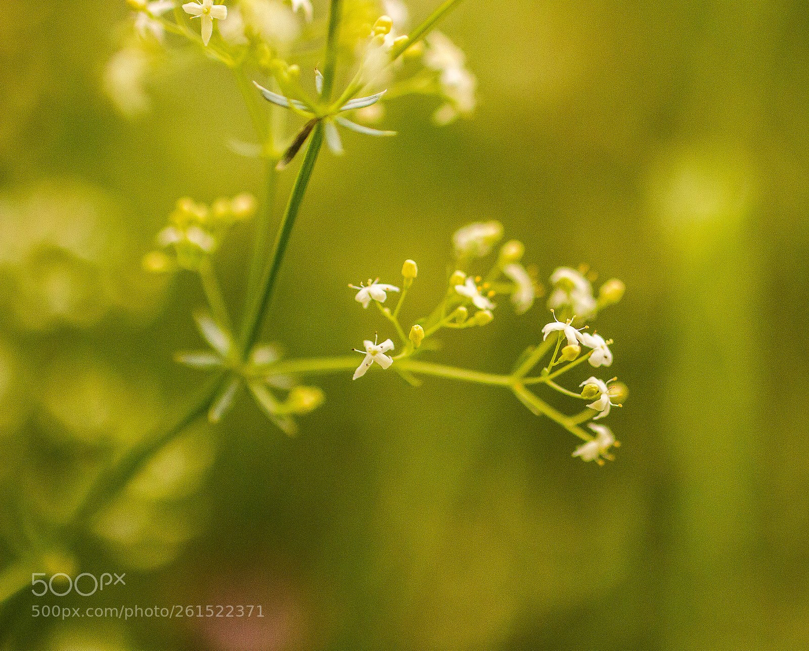 Canon EOS 70D sample photo. Meadow photography