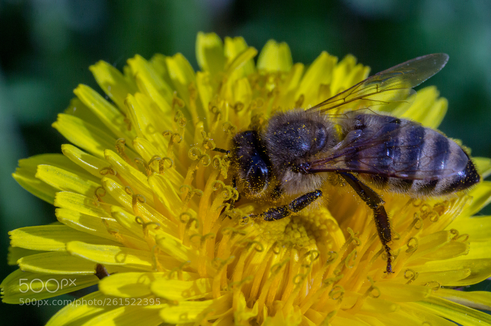 Canon EOS 60D sample photo. Img photography