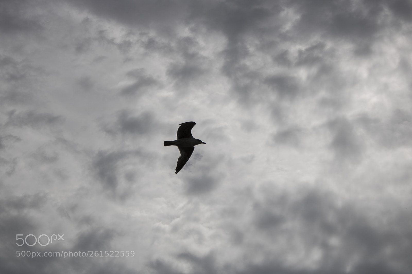 Canon EOS 750D (EOS Rebel T6i / EOS Kiss X8i) sample photo. Cloudy flight photography